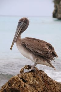 Close-up of bird perching on rock by sea