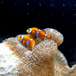 Close-up of fish swimming in sea