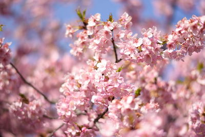 Close-up of pink flowers on tree