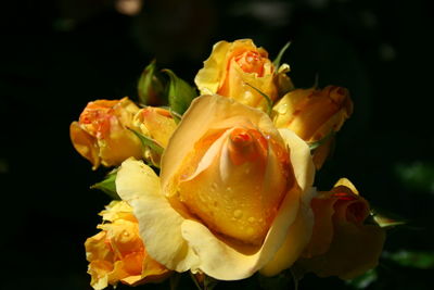 Close-up of yellow rose