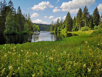 Scenic view of lake amidst trees in forest against sky