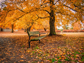 Empty bench by tree in park during autumn