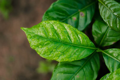 Close-up of wet leaves