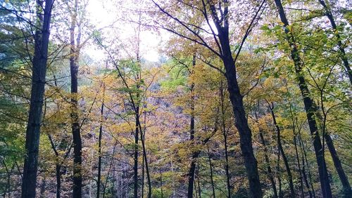 Low angle view of trees against sky