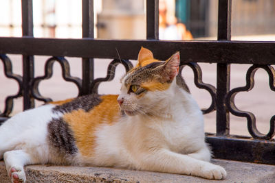 Close-up of a cat sitting on window