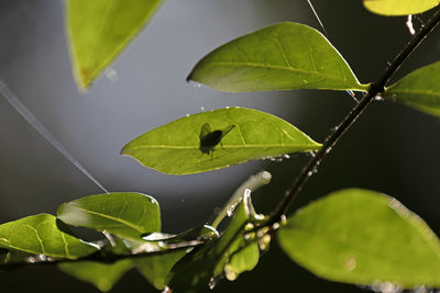 green