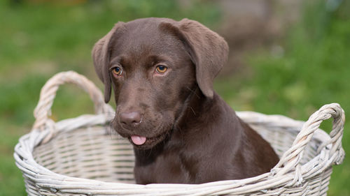 Close-up portrait of dog in basket