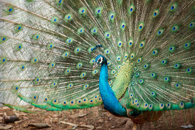 Close-up of peacock