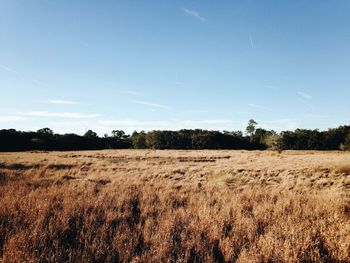 Scenic view of grassy field against sky