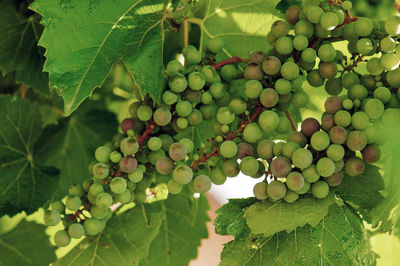 Close-up of grapes growing in vineyard