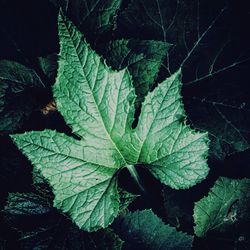 Close-up of leaves