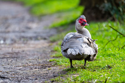 Duck on a field