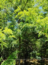 Trees in forest