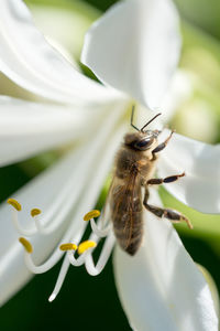Close-up of honey bee on white flower
