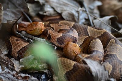 Two northern copperheads upclose 