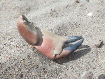 High angle view of fish on beach