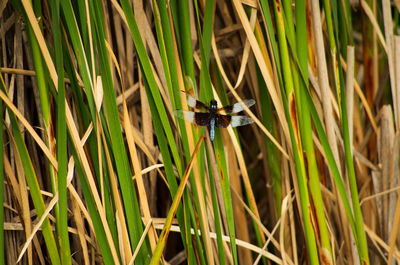 Close-up of insect on grass