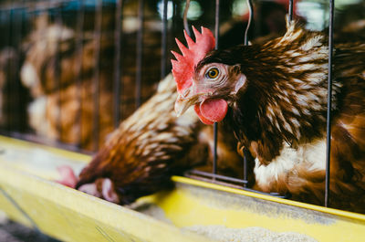 Close-up of rooster in cage