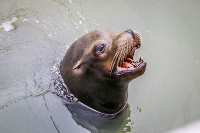 High angle view of horse in lake