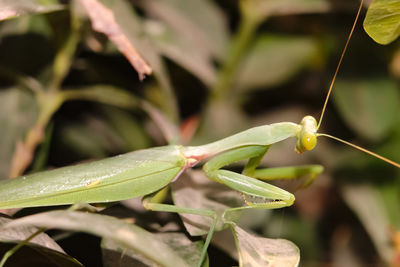 Close-up of insect on leaf