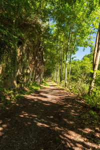 Footpath amidst trees in forest