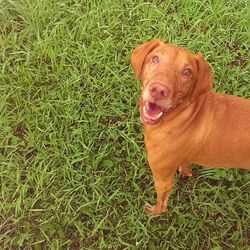 Portrait of dog on grassy field