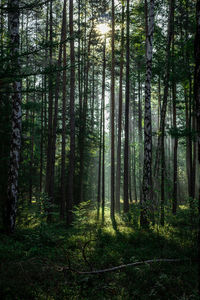 Trees in forest