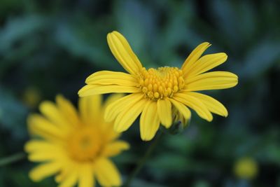 Close-up of yellow flowering plant