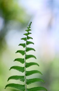 Close-up of fern leaves