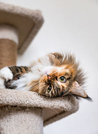 Charming maine coon cat looking at the camera on cat tree near the light wall scratching post.