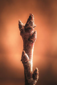 Close-up of orange leaf during sunset