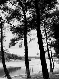 Trees by lake against sky