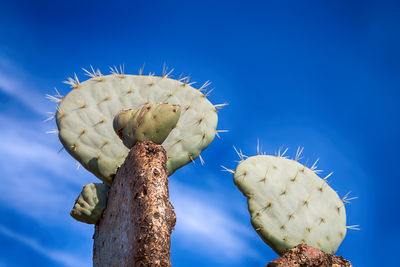 Close-up of succulent plant against blue sky