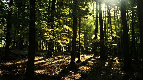 Trees in forest