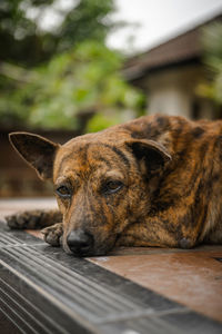 Close-up portrait of a dog