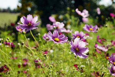 Close-up of purple flowers