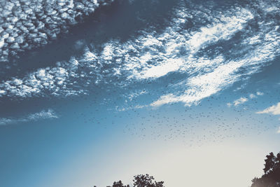 Low angle view of trees against sky