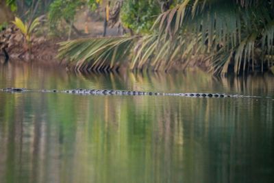 View of birds swimming in lake