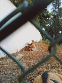 View of cat on chainlink fence