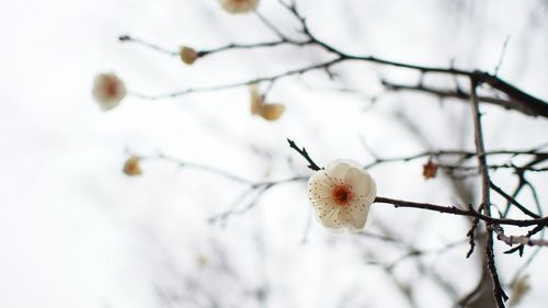 Close-up of white flowers on branch