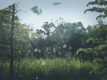 Plants and trees on field in forest against sky