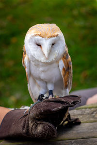 Close up of a barn owl perched on a human hand wearing a leather glove