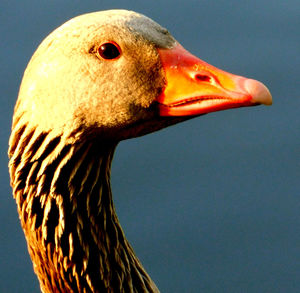 Close-up of bird