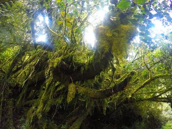 Low angle view of trees