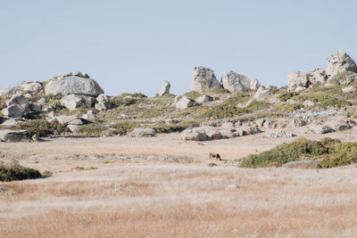 View of sheep on landscape against clear sky