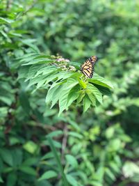 Close-up of butterfly on leaf