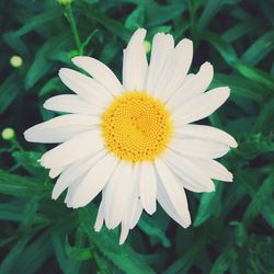 Close-up of white daisy flowers