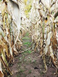 Close-up of crops growing on field