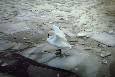 High angle view of seagull on water