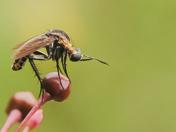 Close-up of insect on flower